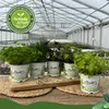 Enseleits Schnittlauch Pflanze, Marktfrische Pflanze, Produktbild-Vorschau 2