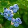 Mischung Obstbüsche - 3 Stk - Actinidia, Vaccinium - Höhe Produktbild-Vorschau 3