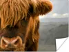 MuchoWow® Poster Schottischer Highlander - Orange - Nase Produktbild-Vorschau 1