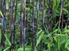 Stauden Gänge 1 x Fargesia nitida 'Black Pearl' im C2 Topf Produktbild-Vorschau 5