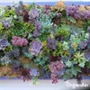 Sedum- & Gründach-Dünger - 20 kg für 400 m2 - Organifer Produktbild-Vorschau 4
