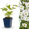 Green boutiQ - Staude - Anemone hybr. Hon. Jobert - Produktbild-Vorschau 1