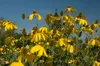 Rudbeckia nitida 'Juligold', Sonnenhut, gelb, ca. 11x11 cm Produktbild-Vorschau 2