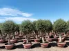 Sunny Tree - Olea Europea - Olivier résistant au froid - Voir les images du produit 1