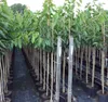 Kirschbaum `Große Schwarze Knorpelkirsche´ - Halbstamm Produktbild-Vorschau 4