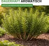 Rosmarin Mehrjährig Samen - Rosmarinus officinalis - Produktbild-Vorschau 5