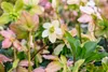A close-up view of a white hellebore flower with green and pink foliage in the background. Produktbild-Vorschau
