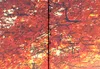 Immagine acustica foresta aspetto legno 200x100 cm immagini Anteprima dell’immagine prodotto 2