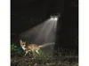 A fox is illuminated by a solar-powered outdoor camera with LED lights in a dark, wooded area. Produktbild-Vorschau