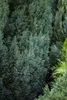 Chamaecyparis lawsoniana 'Ellwoodii', Blaue Scheinzypresse, Produktbild-Vorschau 3
