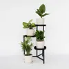 Vier Pflanzen - 4 Stk - Chamaedorea Musa Syngonium Coffea - Produktbild-Vorschau 5