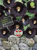 SPERLI Stockrosensamen Dunkle Schönheit Alcea rosea 20 Produktbild-Vorschau 3