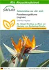 SAFLAX - Paradiesvogelblume (reginae) - Strelitzia reginae Produktbild-Vorschau 1