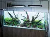 Legno Acquario Red Moor XXL 50-60 cm, decorazione naturale Anteprima dell’immagine prodotto 9
