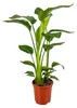 Trendyplants - Strelitzia Nicolai - Paradiesvogelblume - Produktbild-Vorschau 1