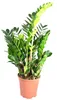 Zamioculcas zamiifolia, im 17cm Topf, Glücksfeder, Höhe ca. Produktbild-Vorschau 1