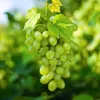 Vitis vinifera „Himrod“ – bílé bezsemenné hrozny – 15cm Náhled obrázku produktu 5