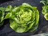Hlávkový Salát, Královna Máje, Semínka Salátu 6M Náhled obrázku produktu 8