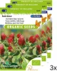 -Rotkleesamen für Bienen und Hummeln – Hochwertige Produktbild-Vorschau 2