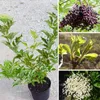 Schwarzer Holunder Haschberg Sambucus nigra großfrüchtig Produktbild-Vorschau 2