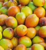 Jujube (Chinesische Dattel) ´DONG ZAO´ 40-50 cm, Cont. 2 l Produktbild-Vorschau 1