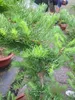 Larix kaempferi Diana - Japanische Korkenzieher Lärche - Produktbild-Vorschau 2