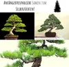 Exotische Bonsai Samen mit hoher Keimrate - Pflanzen Samen Produktbild-Vorschau 3
