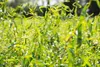 Salix matsudana 'Tortuosa', Korkenzieher-Weide, 60–100 cm Produktbild-Vorschau 2
