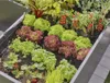 Gardena Micro-Drip-System Set Hochbeet/Beet (35 Pflanzen) Produktbild-Vorschau 15