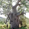 Baobab australien (Adansonia gregorii)  - 5 graines Voir les images du produit 1