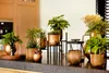 A collection of potted plants with gold-colored pots arranged on a dark countertop, with kitchen cabinets in the background. Produktbild-Vorschau