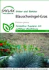 SAFLAX  - Fétuque glauque - 50 graines - Festuca Voir les images du produit 5