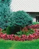 Juniperus horizontalis 'Blue Chip', Kriech-Wacholder, Produktbild-Vorschau 8