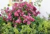 Rosa 'Mozart', Strauchrose, rosa, 5-7,5 Liter Container Produktbild-Vorschau 2