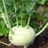 Kohlrabi weiss Trero |  Kohlrabisamen von Sativa Rheinau Produktbild-Vorschau 5