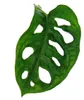 Okenní list - Monstera "Opičí maska" - 12cm květináč Náhled obrázku produktu 2