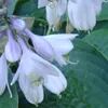 6 x Große blaugraue  - Hosta 'Big Daddy'  | Topf 9cm x 9cm Produktbild-Vorschau 2