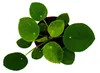 Mini - Pilea peperomioides - Lucky Thaler - Čínský strom Náhled obrázku produktu 2