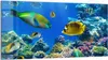 DEQORI Glasbild Echtglas 100x50 cm 'Unterwasserwelten' Produktbild-Vorschau 1