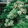 Kletterhortensie (Hydrangea anomala Petiolaris/Hortensie) Produktbild-Vorschau 2