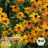 Samenliebe  Sonnenhut Samen | Rudbeckia - gelb - Produktbild-Vorschau 4