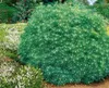 Pinus strobus 'Minima', Weymouth-Kiefer, kompakt, 25–30 cm Produktbild-Vorschau 11