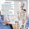 Jago® Menschliches Anatomie Skelett 181.5 cm - inkl. Produktbild-Vorschau 19
