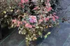 Loropetalum chin. 'Fire Dance' - Taniec Ognia 40- 50 cm - Podgląd zdjęcia produktu 2