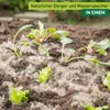 Schafwoll-Noppen als Dünger, 200g Produktbild-Vorschau 1
