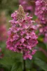 Hydrangea paniculata 'Pinky Winky', Rispenhortensie, Produktbild-Vorschau 3