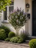 Zwergflieder Stamm Syringa meyeri Palibin 120 cm | Produktbild-Vorschau 3