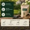 Samenshop24® Wiesenrispe poa pratensis , Inhalt: 1kg, Produktbild-Vorschau 4