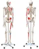 Anatomie Modell Skelett Knochen Körper Mensch Muskeln Produktbild-Vorschau 5