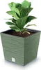 A green planter pot with a fiddle-leaf fig plant inside, set against a white background. Produktbild-Vorschau
